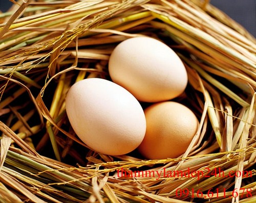Trứng gà là liệu pháp chăm sóc sắc đẹp tuyệt hảo
